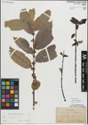 Foto von Salix myrsinifolia Salisb.